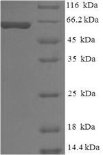 Greater than 90% as determined by SDS-PAGE.