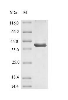 Greater than 90% as determined by SDS-PAGE.