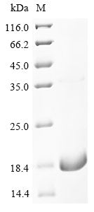 Greater than 85% as determined by SDS-PAGE.