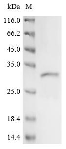 Greater than 85% as determined by SDS-PAGE.