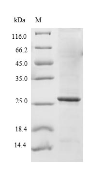 Greater than 85% as determined by SDS-PAGE.