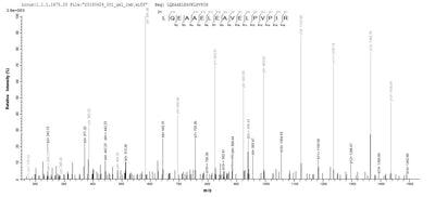 Based on the SEQUEST from database of E.coli host and target protein, the LC-MS/MS Analysis result of this product could indicate that this peptide derived from E.coli-expressed Homo sapiens (Human) SLC4A1.