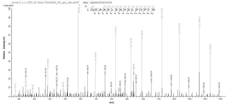 Based on the SEQUEST from database of E.coli host and target protein, the LC-MS/MS Analysis result of this product could indicate that this peptide derived from E.coli-expressed Homo sapiens (Human) SLC4A1.