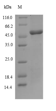 Greater than 90% as determined by SDS-PAGE.