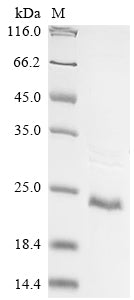 Greater than 85% as determined by SDS-PAGE.