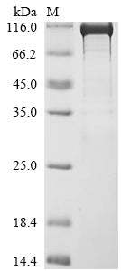 Greater than 90% as determined by SDS-PAGE.