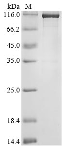 Greater than 90% as determined by SDS-PAGE.