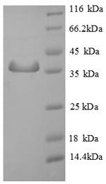 Greater than 90% as determined by SDS-PAGE.