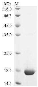 Greater than 85% as determined by SDS-PAGE.