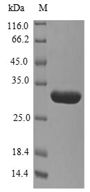 Greater than 90% as determined by SDS-PAGE.