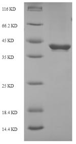 Greater than 90% as determined by SDS-PAGE.