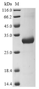 Greater than 90% as determined by SDS-PAGE.