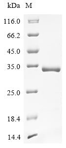 Greater than 90% as determined by SDS-PAGE.