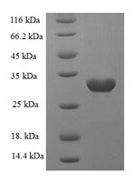 Greater than 90% as determined by SDS-PAGE.