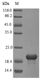 Greater than 90% as determined by SDS-PAGE.