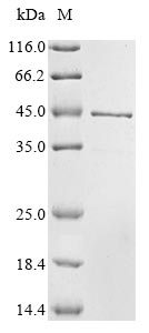 Greater than 85% as determined by SDS-PAGE.