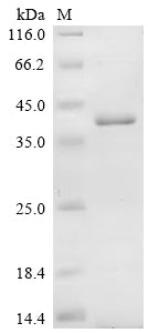 Greater than 85% as determined by SDS-PAGE.