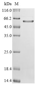 Greater than 85% as determined by SDS-PAGE.