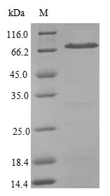 Greater than 90% as determined by SDS-PAGE.