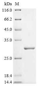 Greater than 85% as determined by SDS-PAGE.