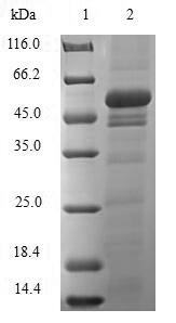 Greater than 90% as determined by SDS-PAGE.