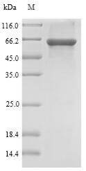 Greater than 85% as determined by SDS-PAGE.