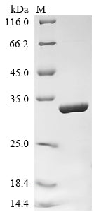 Greater than 90% as determined by SDS-PAGE.