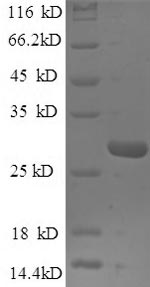 Greater than 90% as determined by SDS-PAGE.