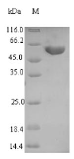 Greater than 90% as determined by SDS-PAGE.