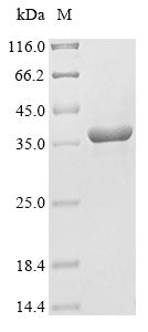 Greater than 85% as determined by SDS-PAGE.