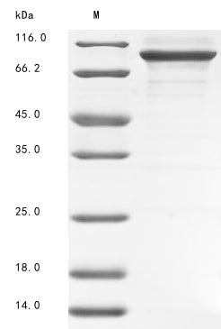 Greater than 85% as determined by SDS-PAGE.