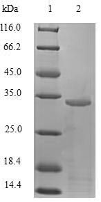 Greater than 90% as determined by SDS-PAGE.