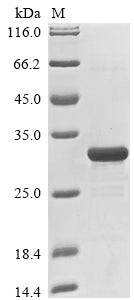 Greater than 85% as determined by SDS-PAGE.