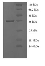 Greater than 90% as determined by SDS-PAGE.