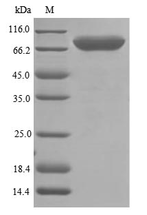 Greater than 85% as determined by SDS-PAGE.