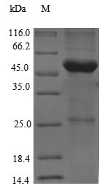 Greater than 90% as determined by SDS-PAGE.