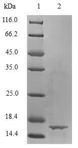 Greater than 90% as determined by SDS-PAGE.