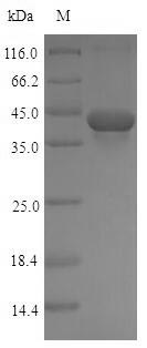 Greater than 90% as determined by SDS-PAGE.