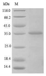 Greater than 85% as determined by SDS-PAGE.