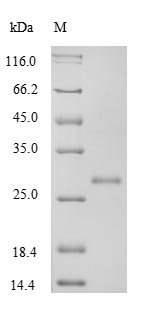 Greater than 90% as determined by SDS-PAGE.