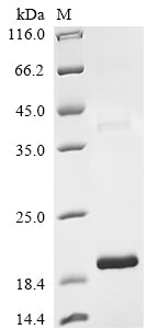 Greater than 90% as determined by SDS-PAGE.