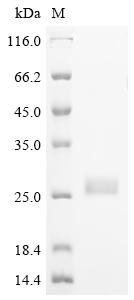 Greater than 90% as determined by SDS-PAGE.