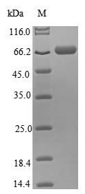 Greater than 85% as determined by SDS-PAGE.