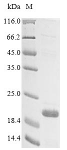 Greater than 85% as determined by SDS-PAGE.