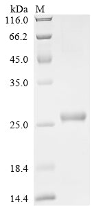 Greater than 90% as determined by SDS-PAGE.