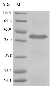 Greater than 85% as determined by SDS-PAGE.