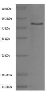 Greater than 90% as determined by SDS-PAGE.