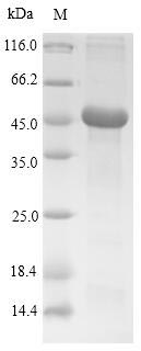 Greater than 90% as determined by SDS-PAGE.