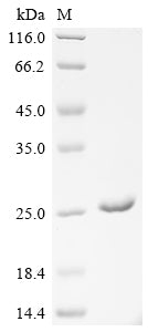 Greater than 90% as determined by SDS-PAGE.