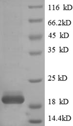 Greater than 90% as determined by SDS-PAGE.